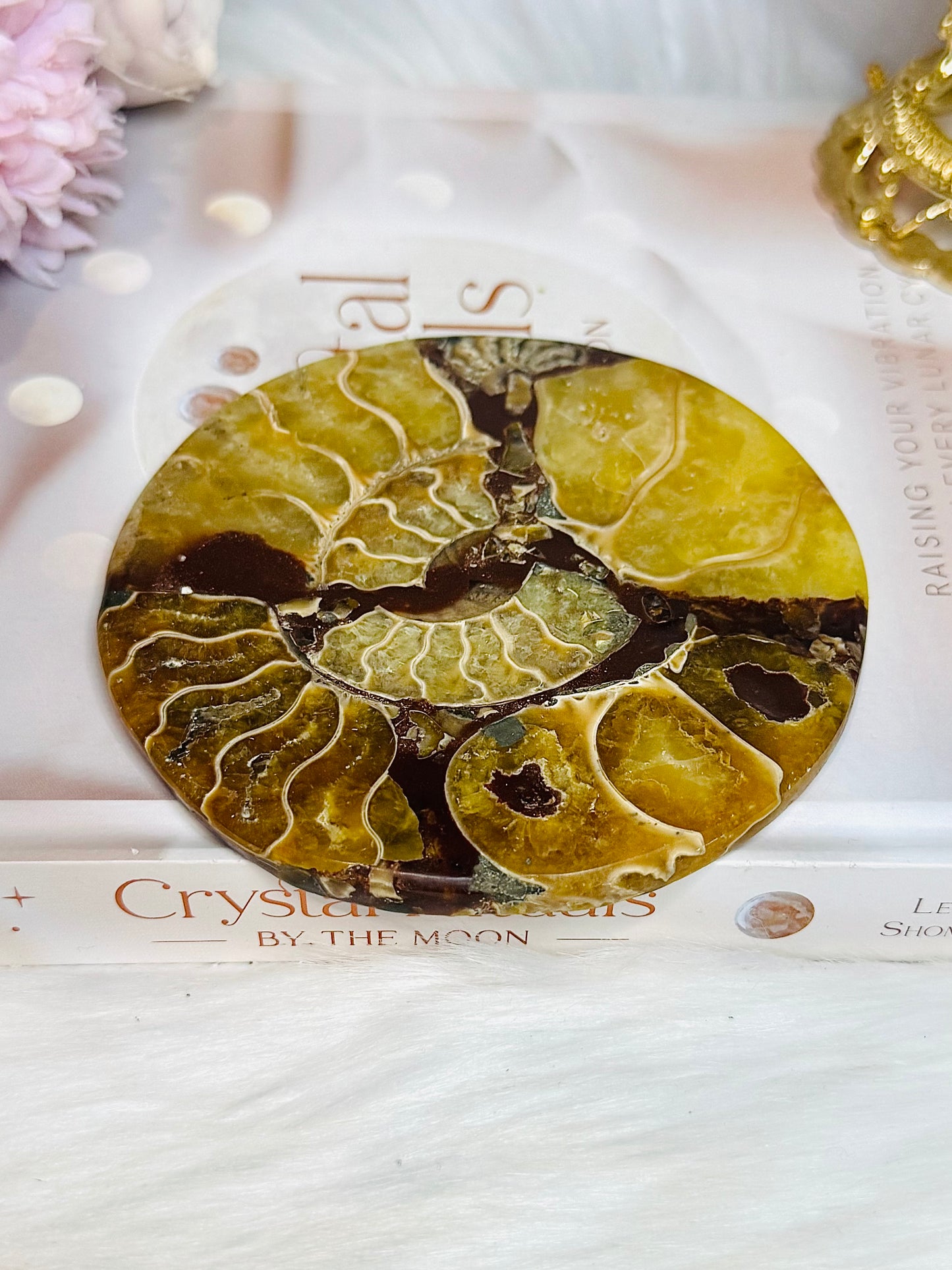 Natural Ammonite Fossil Shell Plate on Stand 12.5cm