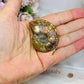 Natural Ammonite Fossil Shell