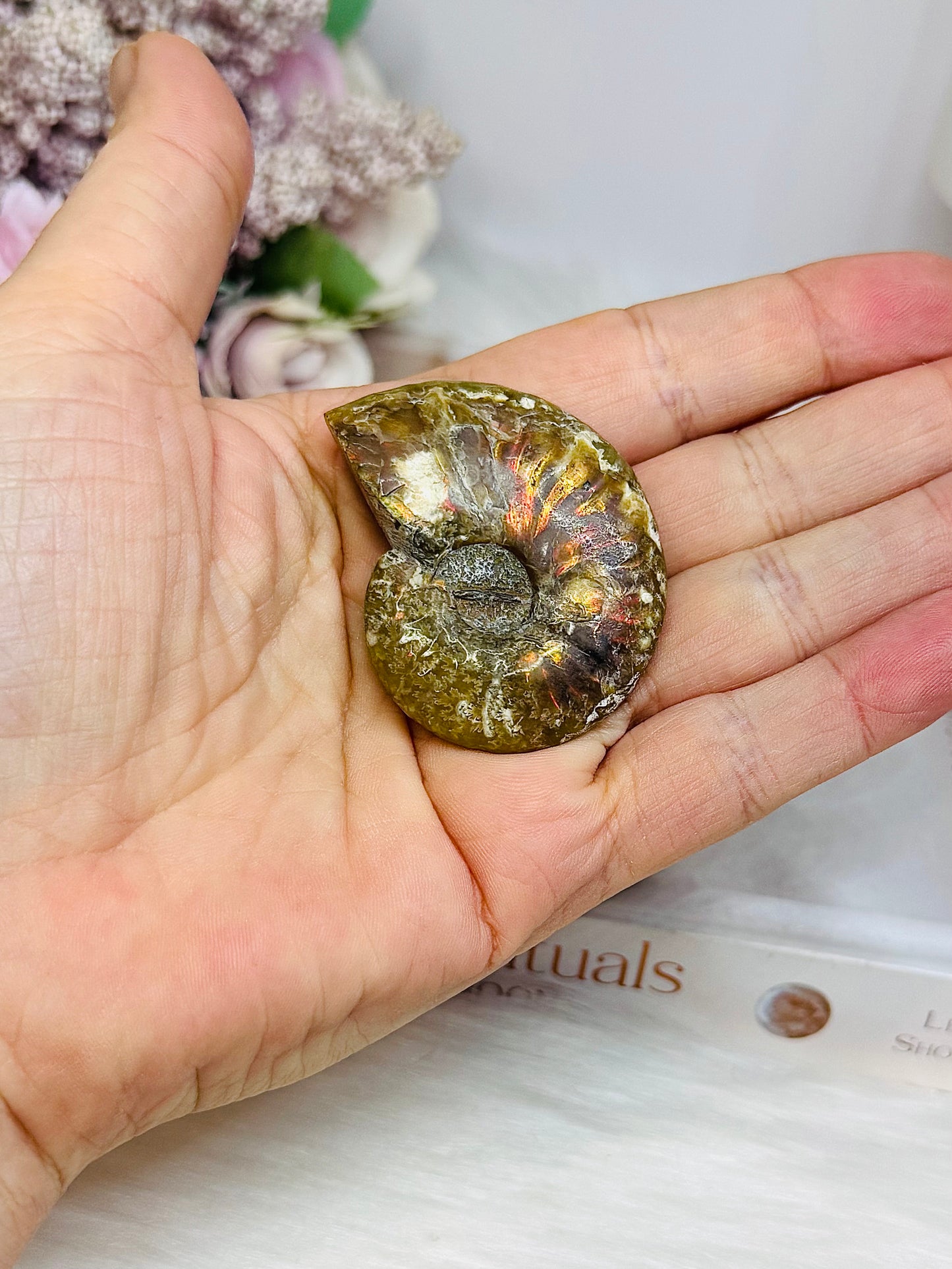 Natural Ammonite Fossil Shell