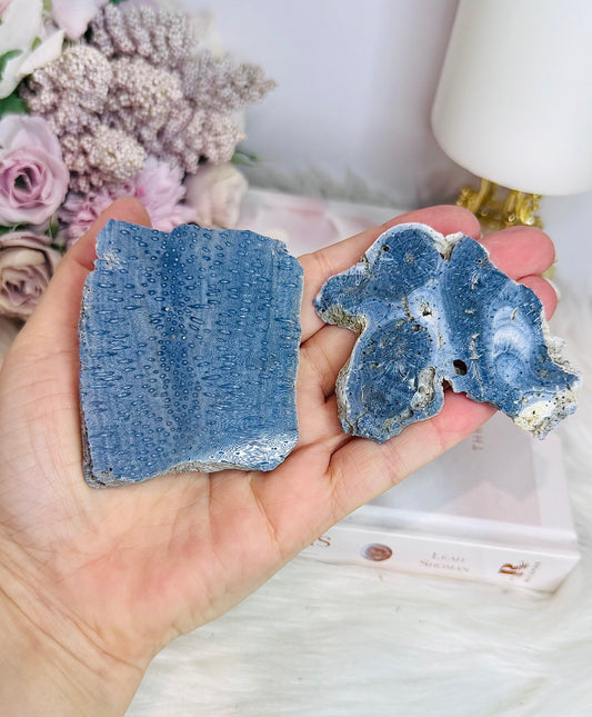 Set of 2 Natural Blue Fossilised Coral Vintage Skeleton Specimen | Slabs