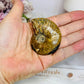 Natural Ammonite Fossil Shell