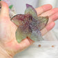 Fluorite Star Fish On Stand 9cm