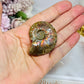 Natural Ammonite Fossil Shell