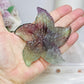Fluorite Star Fish On Stand 9cm