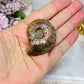 Natural Ammonite Fossil Shell