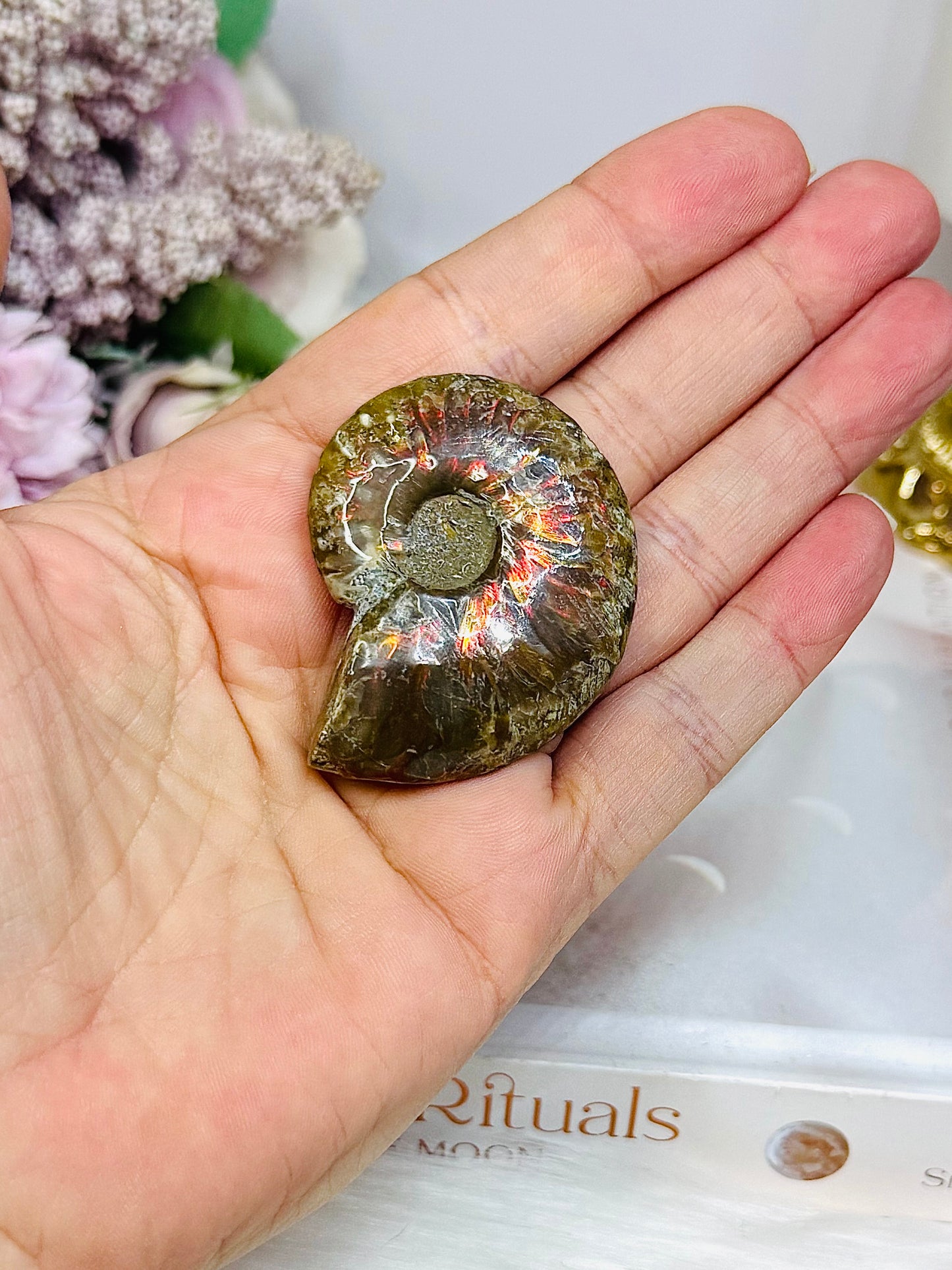 Natural Ammonite Fossil Shell