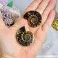 Natural Ammonite Fossil Shell Set