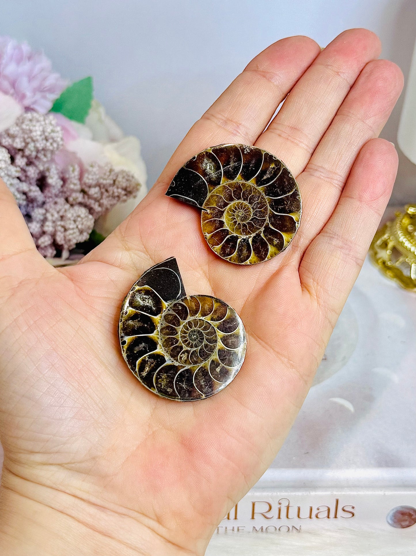 Natural Ammonite Fossil Shell Set