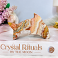 Crazy Lace Agate Carved Dolphin 7cm