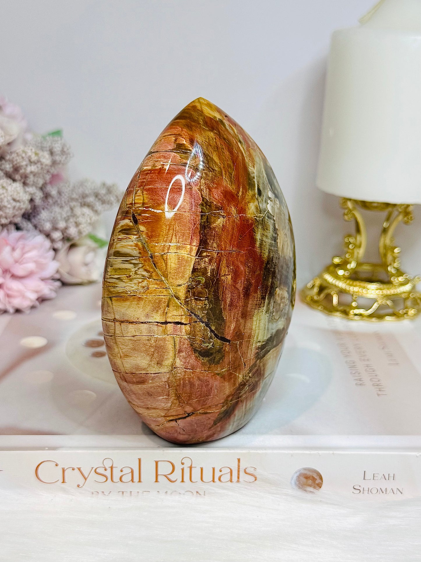 Large Petrified Wood Freeform 11.5cm 710g