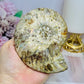 Large Cleoniceras Ammonite Fossil (Complete Shell) 344g 10cm