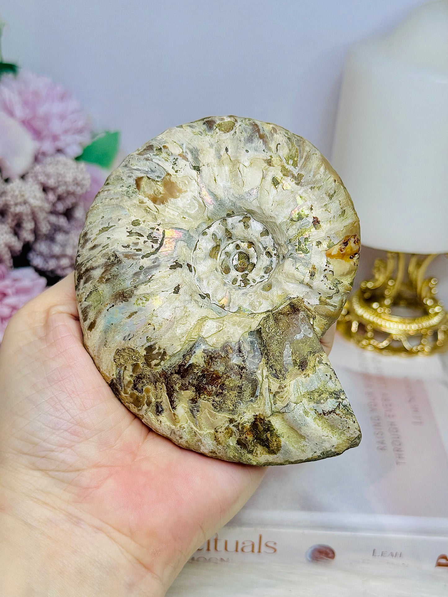 Large Cleoniceras Ammonite Fossil (Complete Shell) 344g 10cm