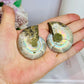 Natural Ammonite Fossil Shell Set