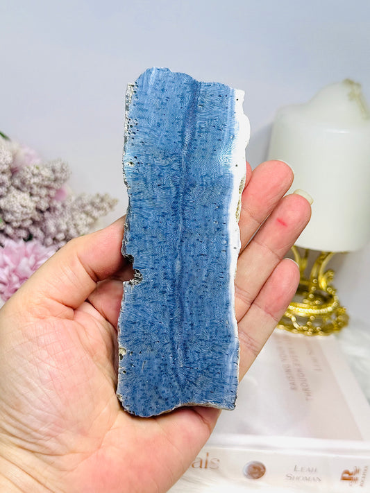 Blue Coral Fossil Specimen Slab 13.5cm