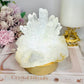Large Clear Quartz Pineapple Lamp on Light Stand 810g