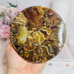 Natural Ammonite Fossil Shell Plate on Stand 12.5cm