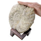 Agadir Ammonite Fossil on Wooden Stand 20cm 2.3KG
