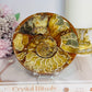Natural Ammonite Fossil Shell Plate on Stand 12.5cm