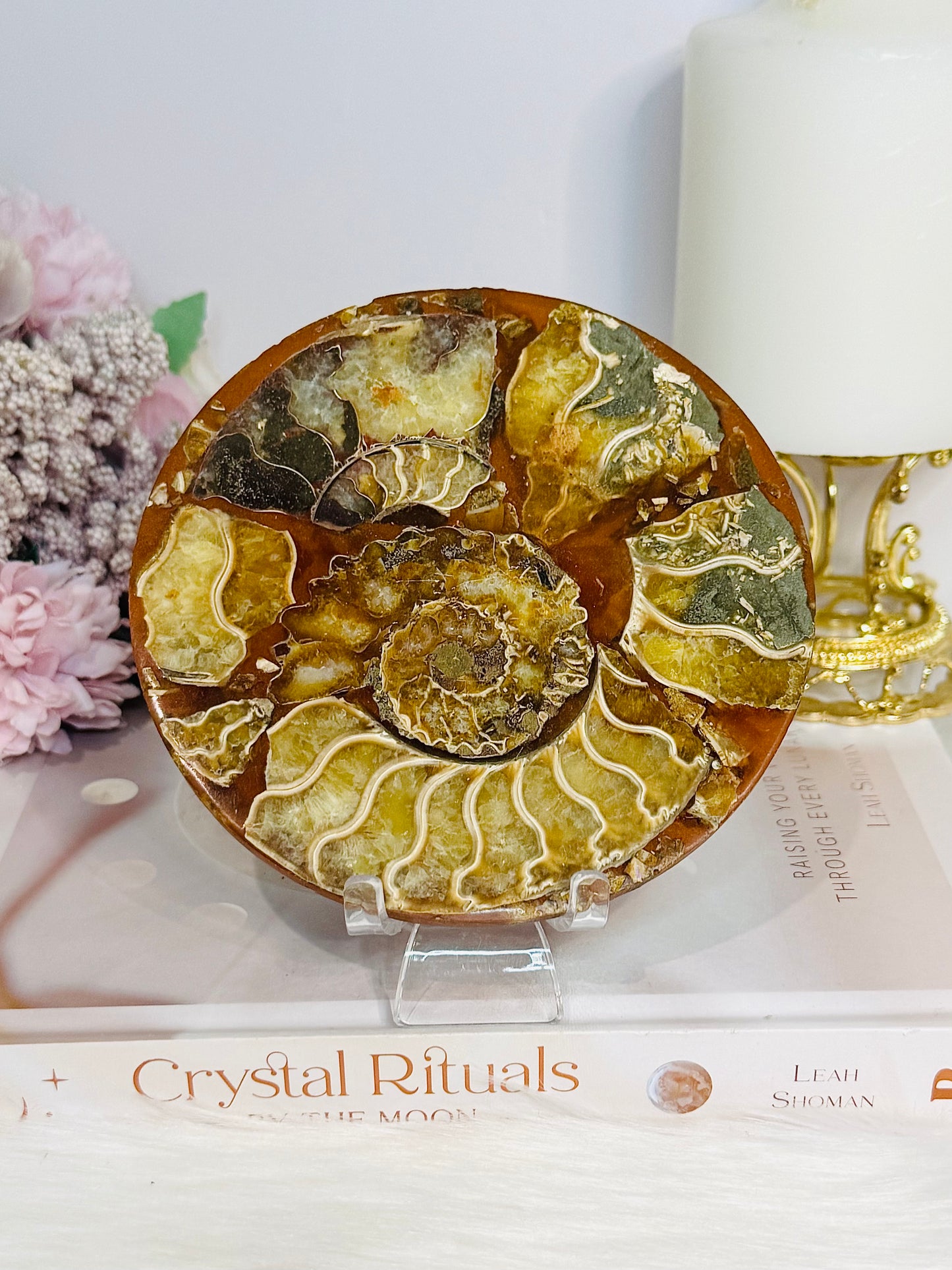 Natural Ammonite Fossil Shell Plate on Stand 12.5cm
