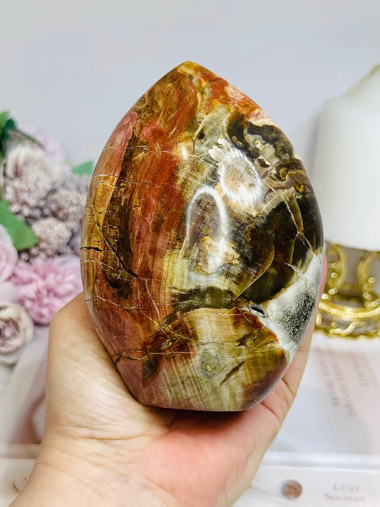 Large Petrified Wood Freeform 11.5cm 710g