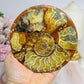 Natural Ammonite Fossil Shell Plate on Stand 12.5cm