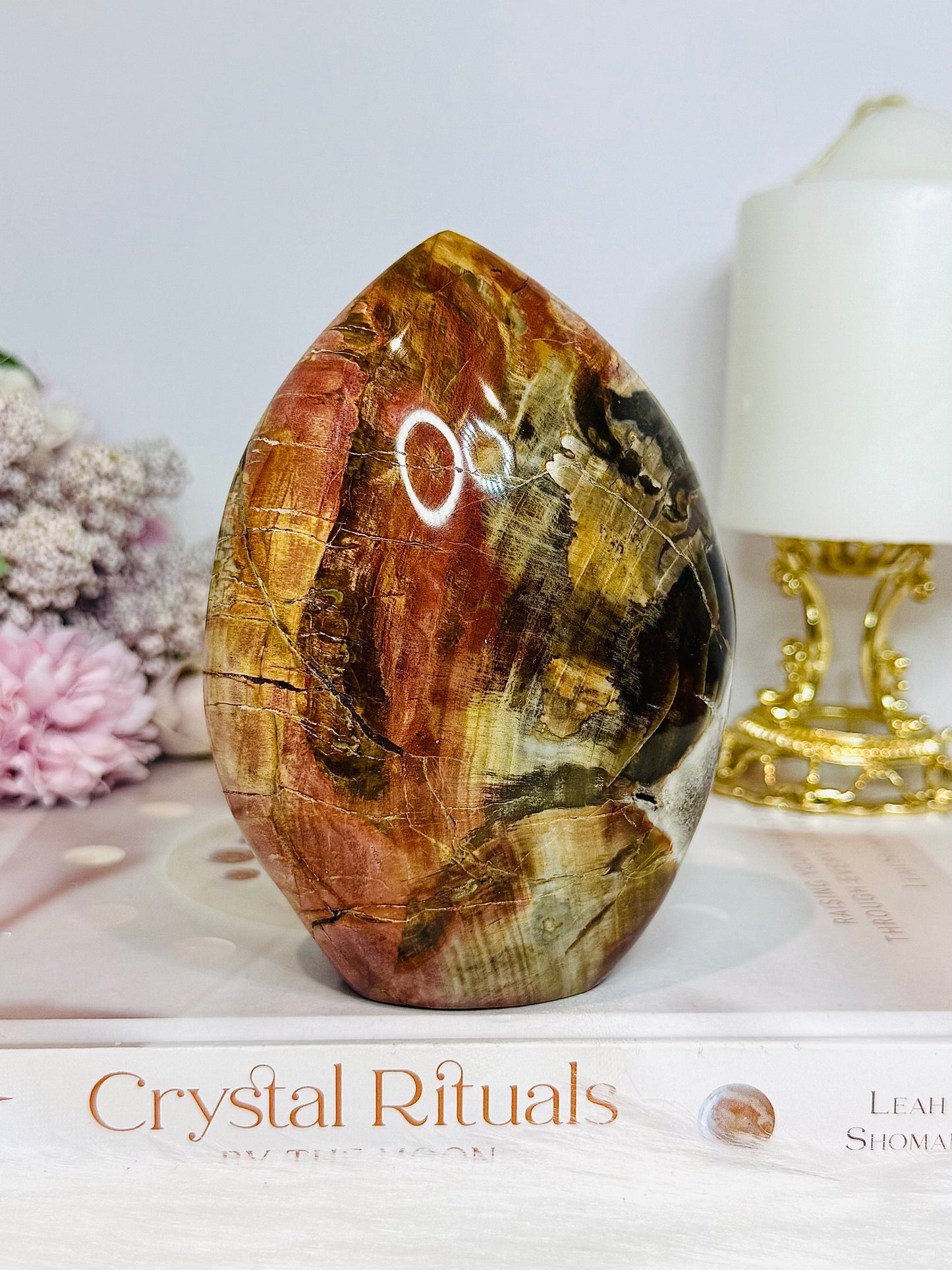 Large Petrified Wood Freeform 11.5cm 710g