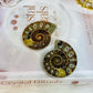 Natural Ammonite Fossil Shell Set