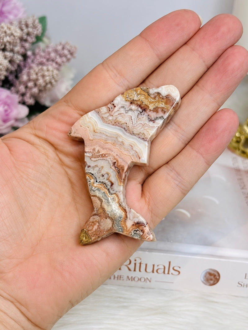 Crazy Lace Agate Carved Dolphin 7cm