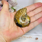 Natural Ammonite Fossil Shell