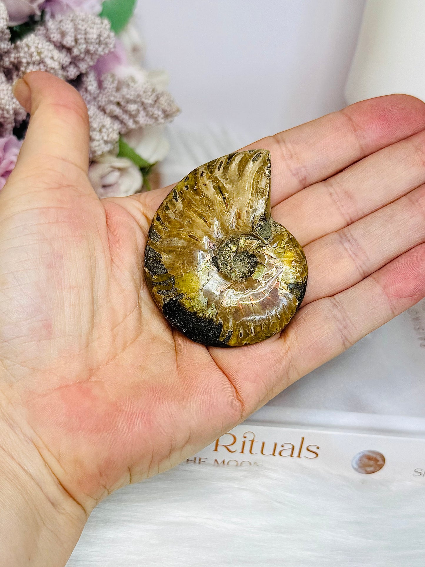 Natural Ammonite Fossil Shell
