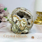 Large Money Agate Druzy Skull 751g