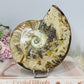 Large Cleoniceras Ammonite Fossil (Complete Shell) 766g 14cm