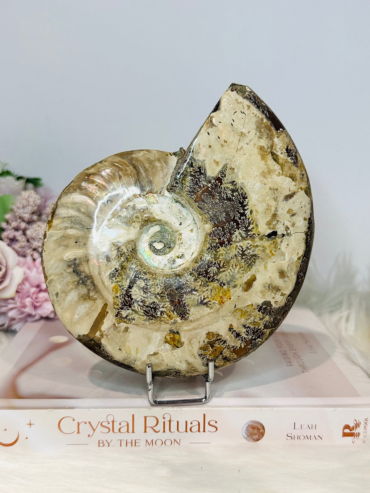 Large Cleoniceras Ammonite Fossil (Complete Shell) 766g 14cm