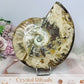 Large Cleoniceras Ammonite Fossil (Complete Shell) 766g 14cm