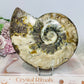 Large Cleoniceras Ammonite Fossil (Complete Shell) 766g 14cm