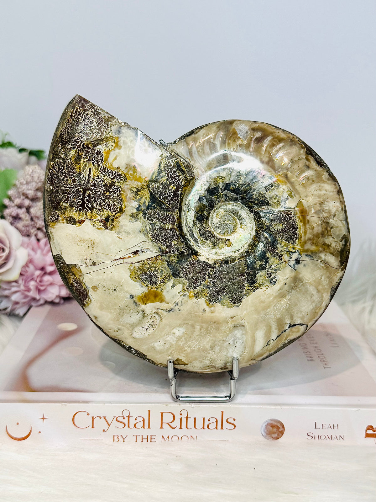 Large Cleoniceras Ammonite Fossil (Complete Shell) 766g 14cm