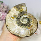 Large Cleoniceras Ammonite Fossil (Complete Shell) 766g 14cm