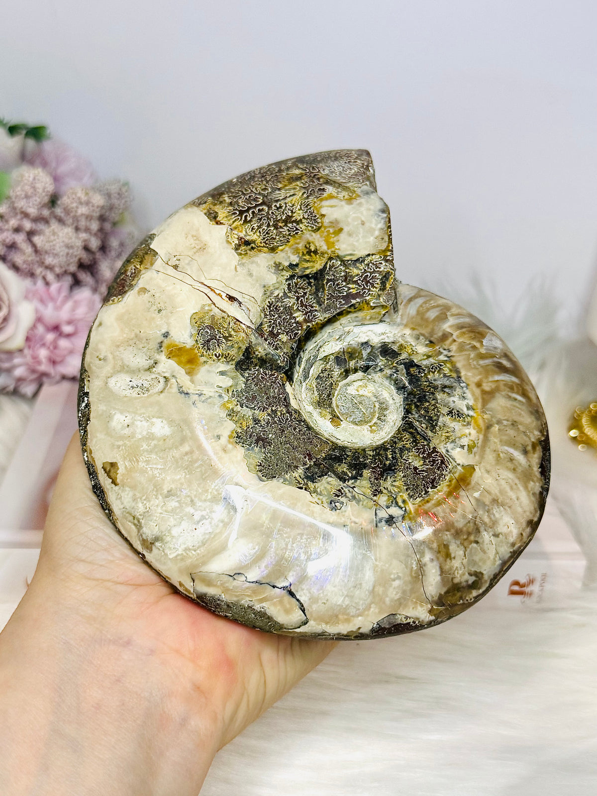 Large Cleoniceras Ammonite Fossil (Complete Shell) 766g 14cm