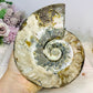 Large Cleoniceras Ammonite Fossil (Complete Shell) 766g 14cm
