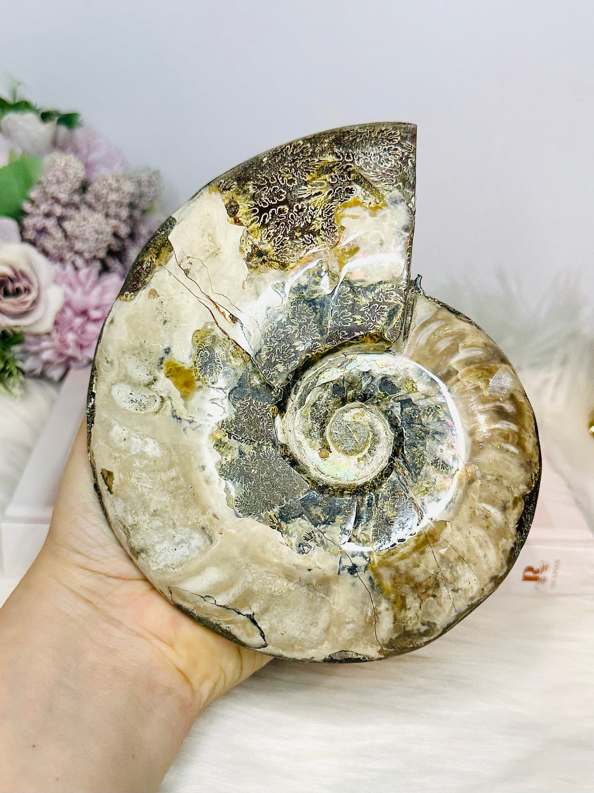 Large Cleoniceras Ammonite Fossil (Complete Shell) 766g 14cm