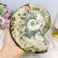 Large Cleoniceras Ammonite Fossil (Complete Shell) 766g 14cm