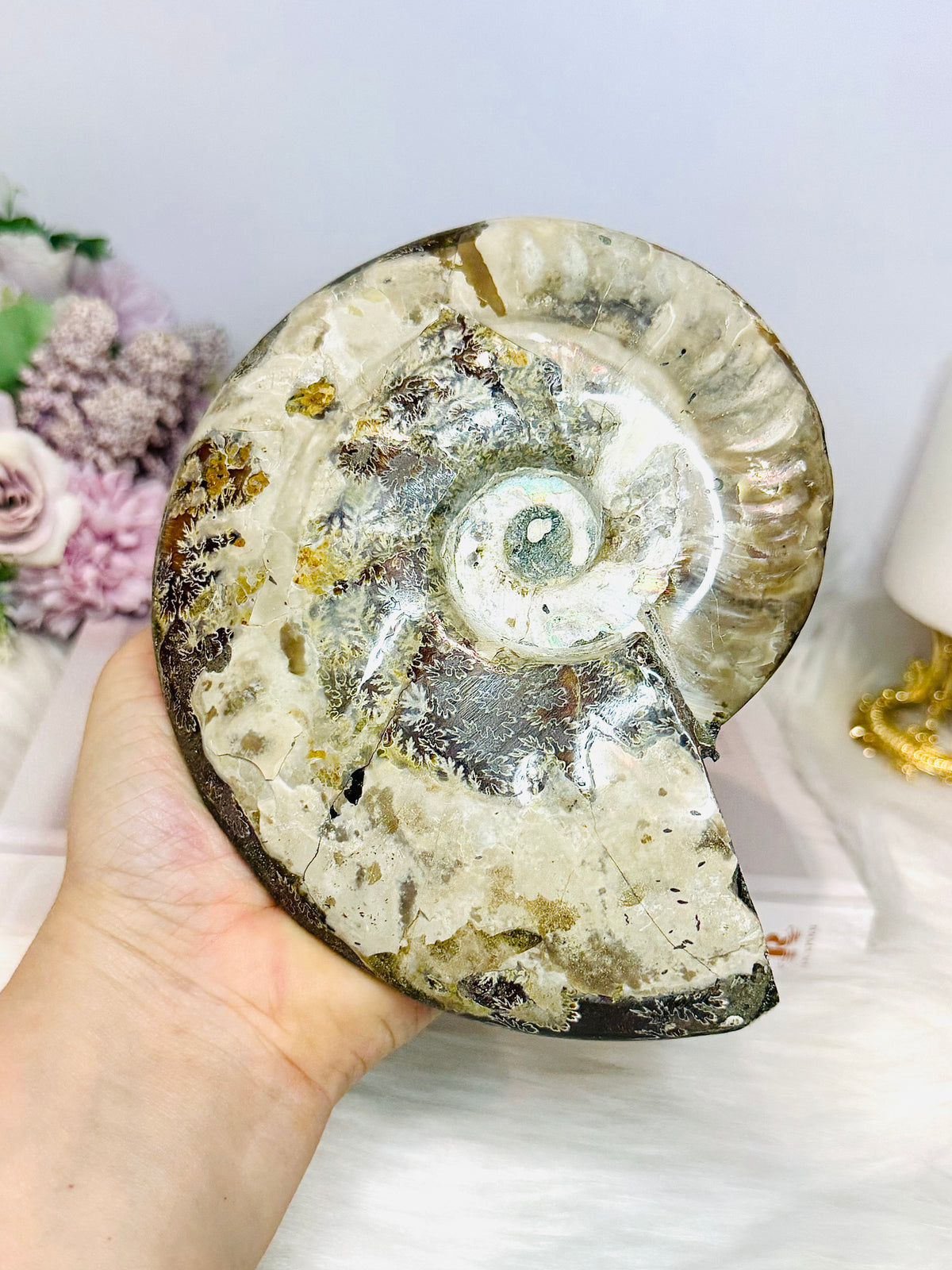 Large Cleoniceras Ammonite Fossil (Complete Shell) 766g 14cm