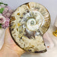Large Cleoniceras Ammonite Fossil (Complete Shell) 766g 14cm