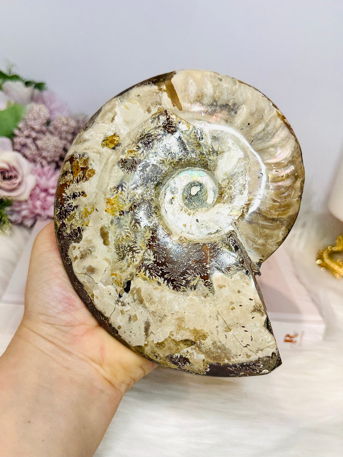 Large Cleoniceras Ammonite Fossil (Complete Shell) 766g 14cm