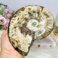 Large Cleoniceras Ammonite Fossil (Complete Shell) 766g 14cm