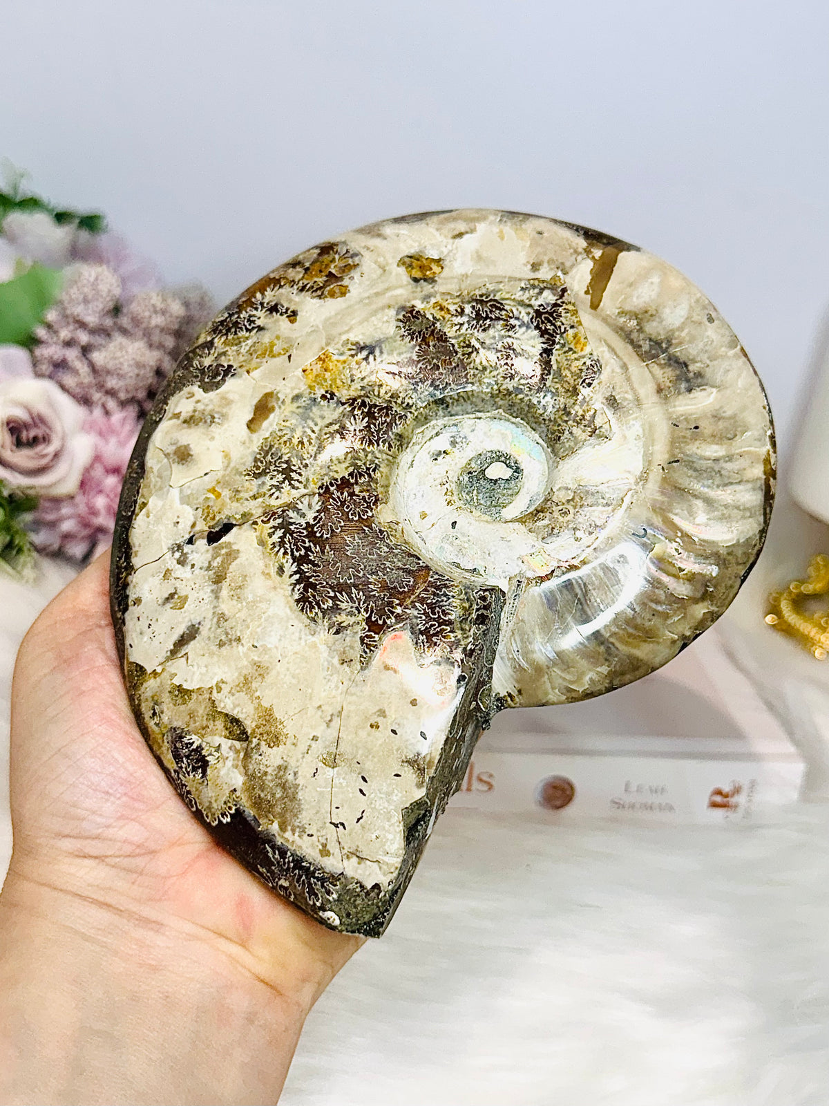 Large Cleoniceras Ammonite Fossil (Complete Shell) 766g 14cm